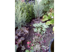 IMG 20160610 184603.jpg