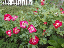 ���� ������