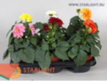 ������� (35) 255.00