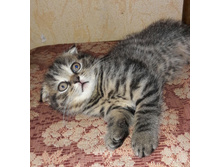 �������-���� (�������) 4500 �.�.