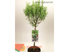 �������� (90) 795.00