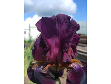 IMG 2016-06-05 095107.jpg