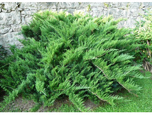 Juniperus (����-�) sabina Tamariscifolia - 4,2