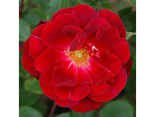 Rosa (����) Capel Manor House C5.5 - 17,86