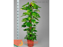 ���������� (150) 2 995.00