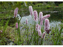 ����� ������� 70