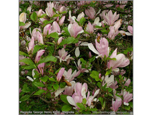 Magnolia (��������) George H enry Kern - 10,08