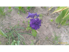 P 20160619 203336 1 p.jpg