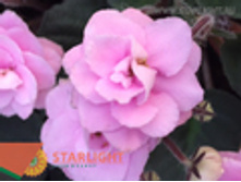 �������� ����� ���� (20) 195.00