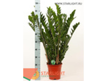 ������������ (95) 1 495.00