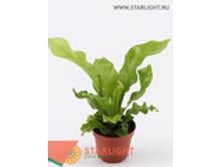 ��������� ����� (35) 255.00