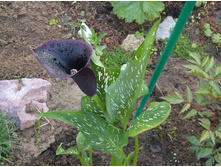 ����� ������