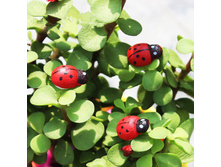 ����� ����������� �� � ���� �� ����� - ��� (����� �� �����).jpg