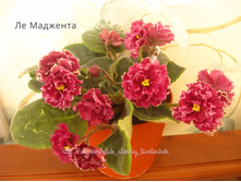 �� ��������