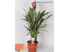 ������� ���� ������� (80) 1 550.00