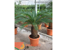 ����� �������� (120) 14 900.00