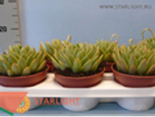 �������� ������� (25) 155.00