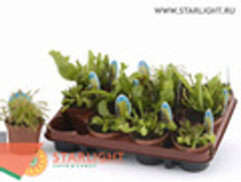 ������ �������� (20) 355.00