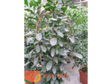 ����� ������������ (170) 2 965.00