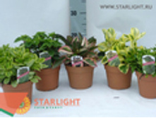 ��������� (25) 295.00