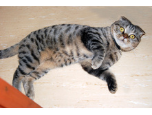 ���� (�������-����)