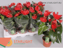 �������� ����� ������ (50) 795.00