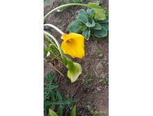 P 20160616 185415 1 p.jpg