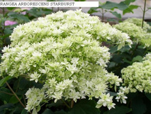 Hydrangea (���������) arb. Hayes Starburst P19/C3 30-40 CM - 7