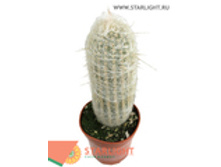 ������ (70) 3 550.00