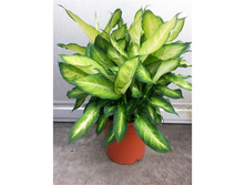 ����������� ������ �����