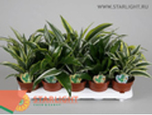 ������� (25) 213.00