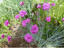 P1050074.JPG �������� ��������.