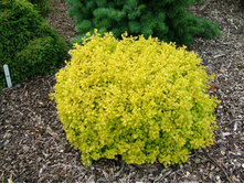 Berberis (��������) thunbergii BONANZA GOLD Bogozam PBR - 6,72