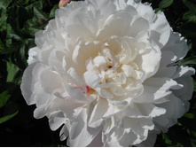 ������� �������