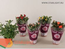 ���� ��� ����� (30) 265.00