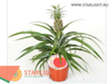 ������ ������� (50) 655.00