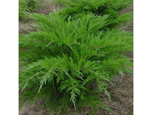 Juniperus (����-�) pfitzeriana Mint Julep - 4,2