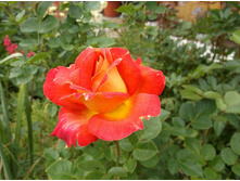 ������� ����� �������