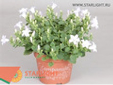 ��������� ����� (20) 295.00