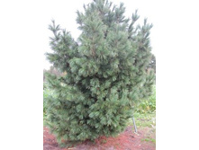 Pinus (�����) cembra - 6,16