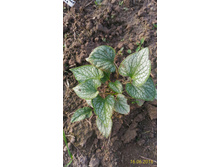 P 20160616 185616 1 p.jpg