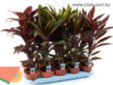 ��������� (50) 345.00