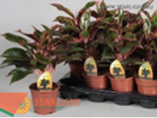 ��������� ����� (35) 695.00