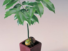 ������ �������������. �������������� Castanospermum - 350- 400 ���.