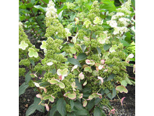Hydrangea (���������) pan. Magical Hymalaya P17/C2 30-40 CM - 8,1