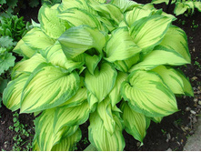 ����� ���������� 140