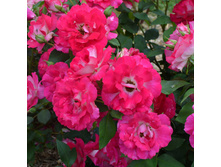 Rosa (����) Bordure Vive C5 - 8,91