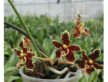 Paraphalaenopsis labukensis N 9