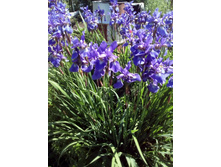 IMG 20160612 133914.jpg