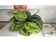 ������� �������� (  kalateya-medalon) - 450- 550 ���.